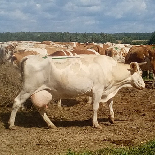 Разведение и селекция крупного рогатого скота комбинированного направления продуктивности