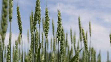 Новые сорта пшеницы для полей России