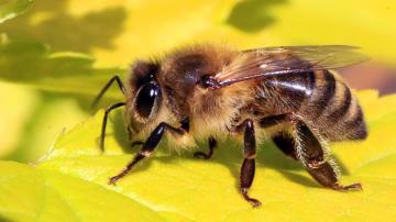 Проблемам современного пчеловодства – международное решение