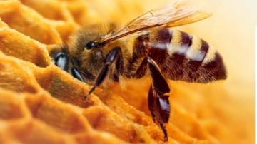 Пчеловодство холодного и умеренного климата