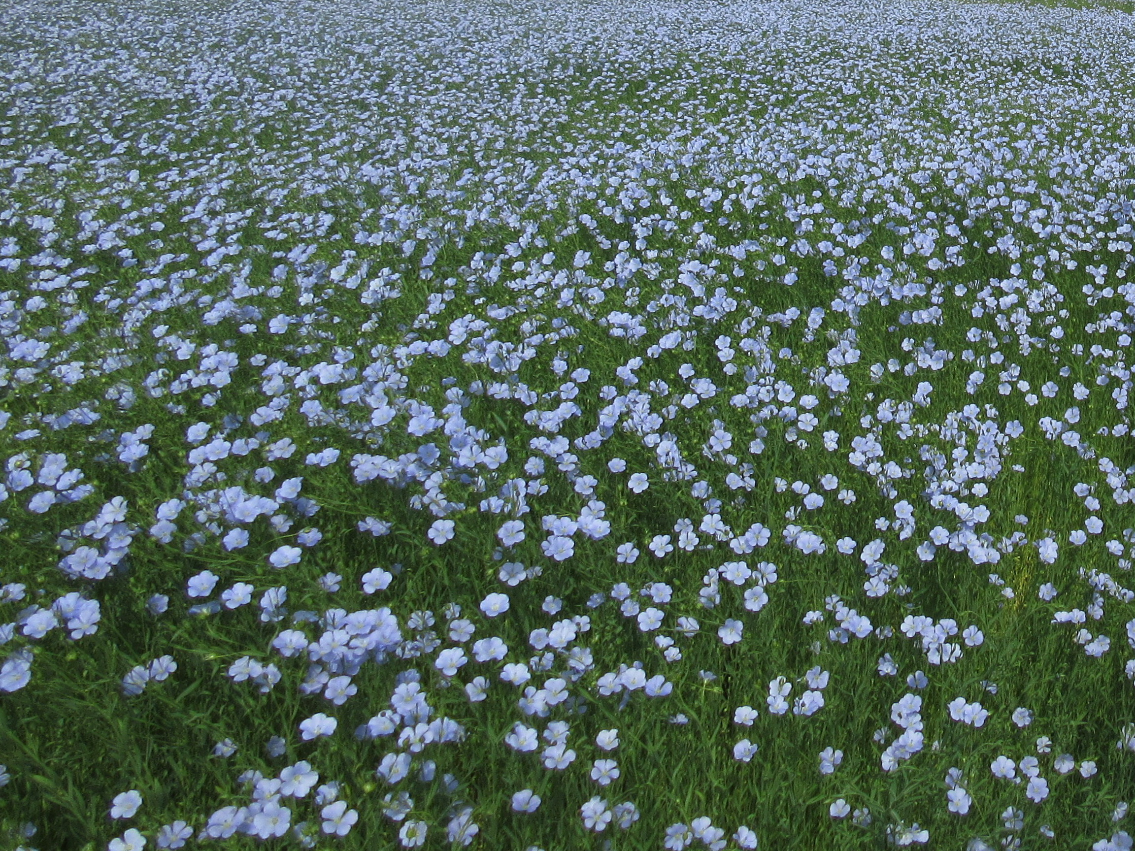 Льняное поле в цвету основная мысль. Лен долгунец поля. Лён обыкновенный долгунец. Цветы немофила национальный Приморский парк Хитачи, Япония. Цветущий лен.