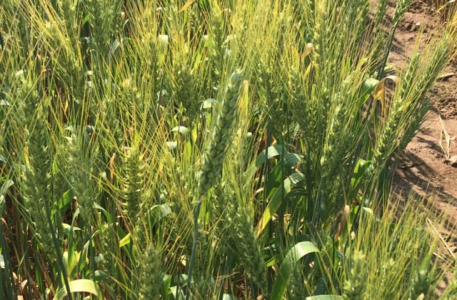 Новые сорта зерновых и зернобобовых культур