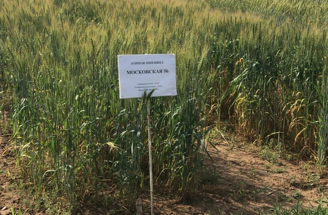 Новые сорта зерновых и зернобобовых культур